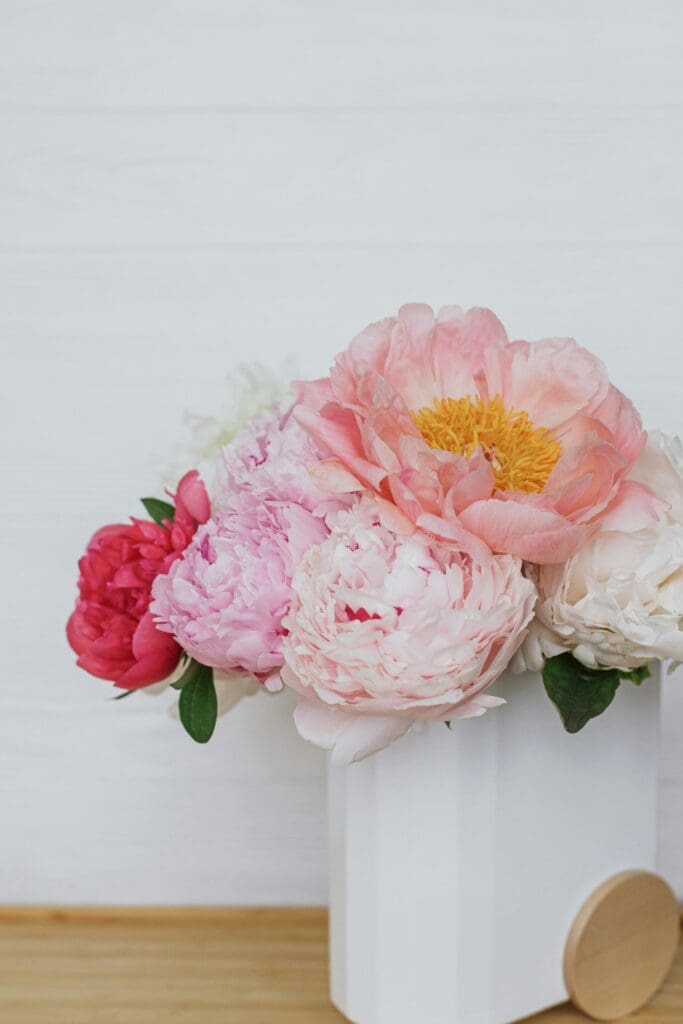 Colorful peonies in white vase