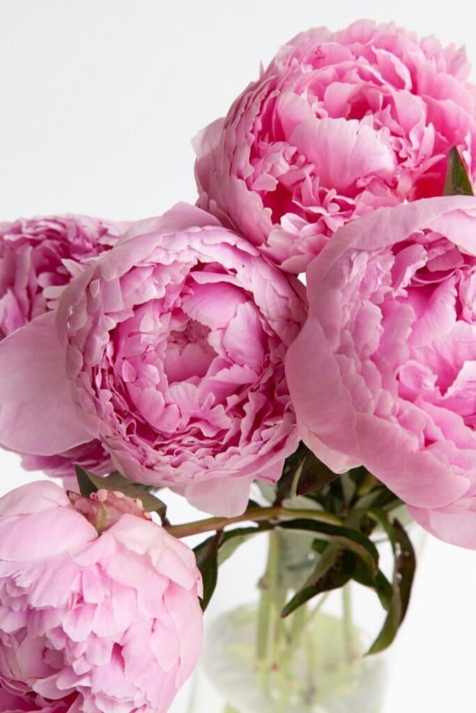 Pink peonies up close