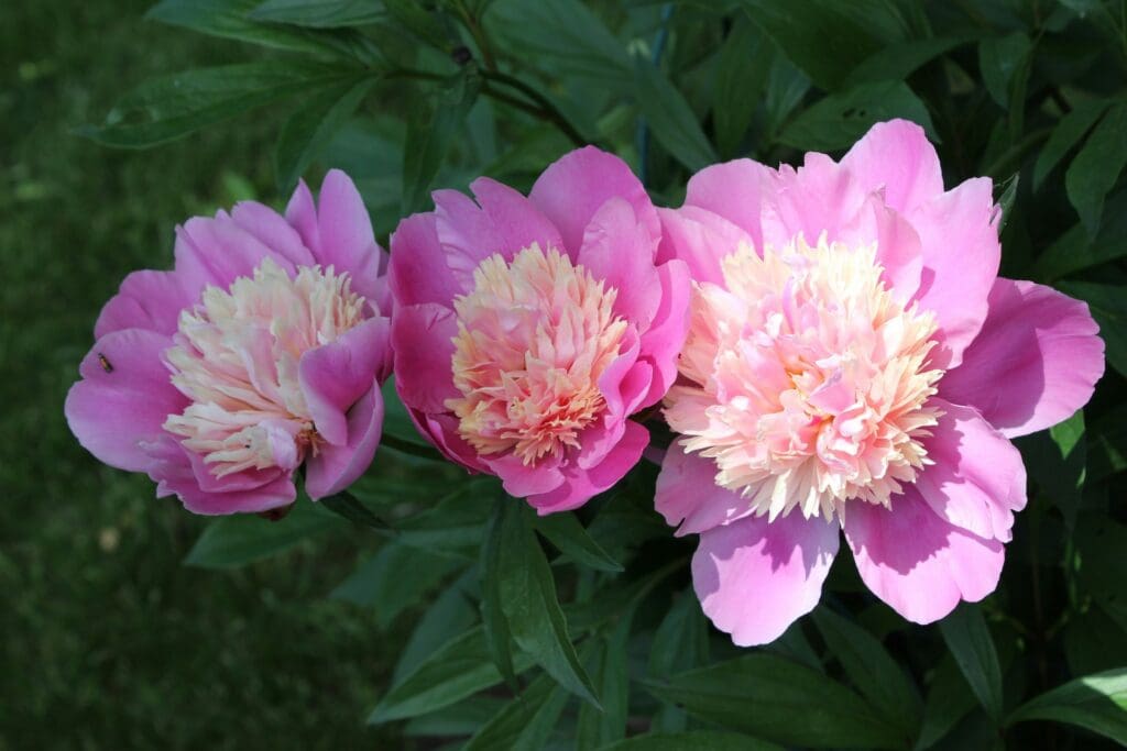 Bush with three pink peonies and dark green leaves
